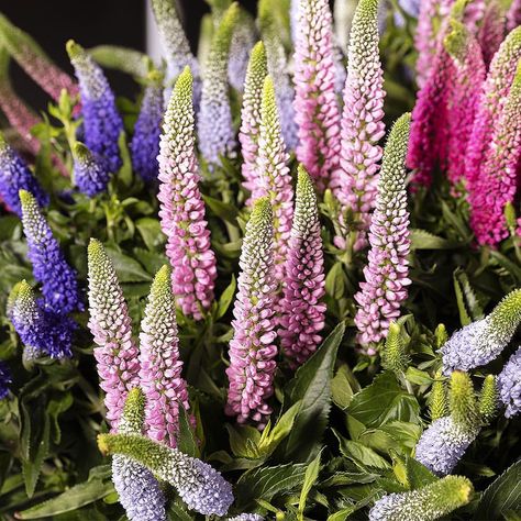 Veronica Smart Enjoyce (light pink), Diana (purple), June (lavender), and Iselle (hot pink) in full display! #veronica #veronicasmart #smartiselle #smartdiana #smartjune #smartenjoyce #summerflowers #pinkflower #prettyflower #summerflowers #floriusflowers Pink Veronica, Veronica Spicata, White Veronica, Royal Candles, Perennial Flower, Winter Wedding Flowers, Pink Winter, Perennial Herbs, Annual Flowers