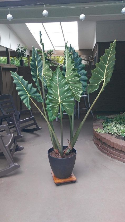 Alocasia Sarian, Cactus House Plants, Easy House Plants, Well Mannered, Alocasia Plant, Elephant Ear Plant, Indoor Gardens, Plant Decor Indoor, Elephant Ears