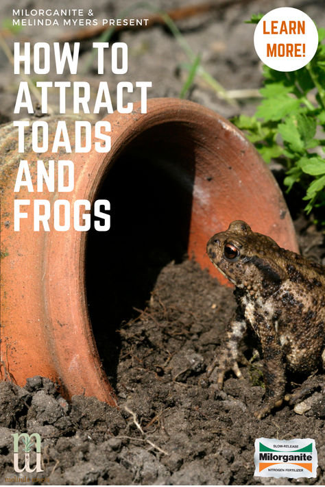 Invite nature’s pest controllers into your garden by creating toad and frog friendly homes and habitats. Frog Habitat Outdoor, Toad And Frog, Natural Ponds, Backyard Habitat, Frog Habitat, Toad House, Frog House, Habitat Garden, Garden Frogs