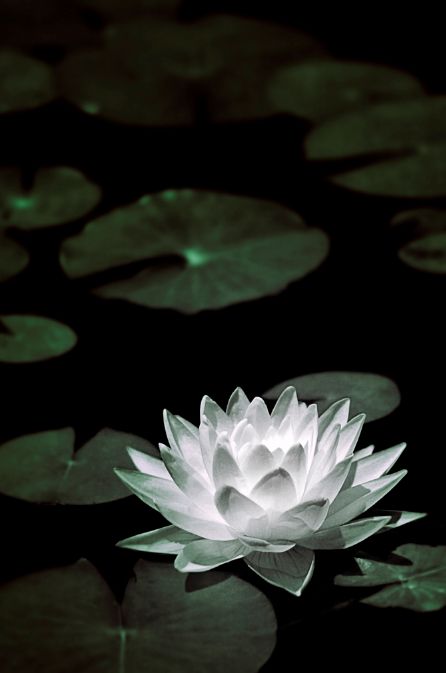 Water Lily Aesthetic Wallpaper, Peace Lily Aesthetic, Water Lilies Aesthetic, Water Lily Aesthetic, Dark Pisces, Black Water Lilies, Pisces Vibes, Ethereal Core, Water Lily Tattoos