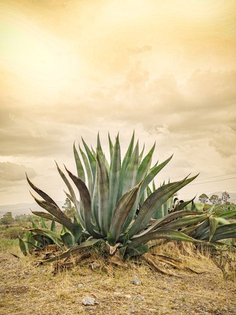 Maguey gigante Desert Dessert, Agave Americana, Agaves, Art Techniques, Art