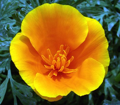 ca state flower - California poppy  Eschscholzia californica is a species of flowering plant in the family Papaveraceae California Golden Poppy, Planting Poppies, Golden Poppy, Wild Poppies, Golden Flower, California Poppy, Perfect Weather, California Dreaming, Pretty Photos