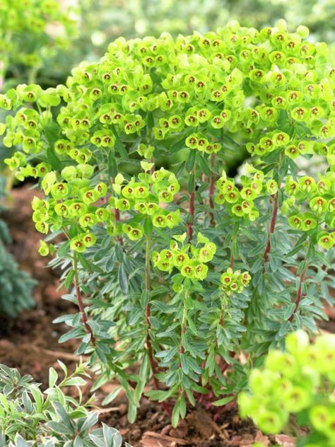 Euphorbia x martini (Martin’s Spurge)  #euphorbia #succulentopedia #succulents #CactiAndSucculents #succulent #SucculentPlant #SucculentPlants #SucculentCollection #SucculentGarden #DesertPlants #BloomingSucculent #SucculentFlower #SucculentFlowers Blooming Succulents, Jacaranda Tree, Beautiful Websites, Desert Plants, Growing Seeds, Garden Borders, Succulents Garden, Cacti And Succulents, Front Garden