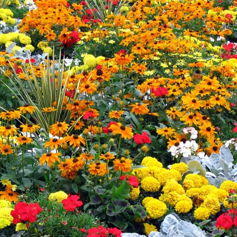 Our Favorite Flower Bed Ideas for Full Sun Drought Tolerant Annuals, Full Sun Landscaping, Marigolds In Garden, Full Sun Flowers, Flower Bed Plants, Flower Bed Designs, Raised Flower Beds, Maria Theresa, Flower Bed Ideas