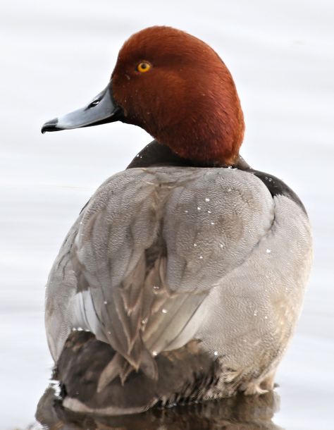 Redhead Male, Duck Paintings, Duck Photos, Redhead Duck, Waterfowl Taxidermy, Head Reference, Bird Reference, Gamebirds, Canadian Animals