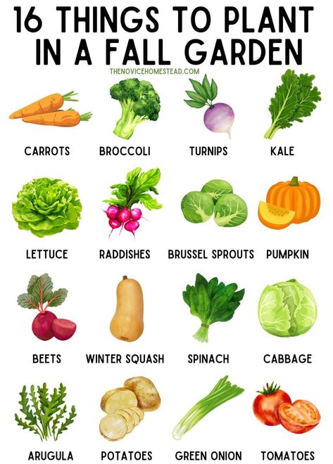 Allotment Ideas, Vegetables To Plant, When To Plant Vegetables, Small Backyard Design Ideas, Winter Vegetables Gardening, Backyard Design Ideas, Vegetable Garden Planning, Healing Garden, Homestead Gardens