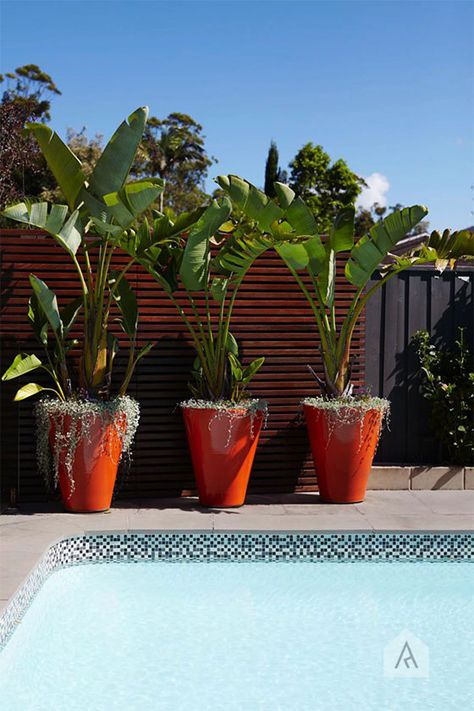 Inject some fun and scale like these potted banana palms in big red pots from our St Ives Landsacape Design project . Large Plant Pots Driveway, Plants Around Pool, Pool Plants, Natural Swimming Pools, Backyard Pool Landscaping, Landscape Design Plans, Elephant Ears, Garden Pool, Tropical Landscaping