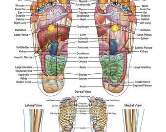 Teeth Reflexology Guide Photographic Paper Print 3 Sizes - Etsy New Zealand Reflexology Points, Reflexology Foot Chart, Foot Reflexology Massage, Hand Reflexology, Spinal Nerve, Reflexology Chart, Acupressure Massage, Face Mapping, Reflexology Massage