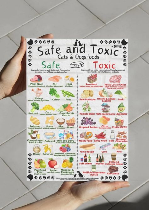 Amazon.com: Safe and Toxic Foods for Dogs and Cats Essential Pet Health Guide Fridge Magnet - Size A4 (8.3 x 11.7 inch) pet Essentials : Home & Kitchen Foods For Dogs, Toxic Foods For Dogs, Pet Essentials, Raw Potato, Cat Essentials, Potato Onion, Toxic Foods, High Fat Foods, Carrots And Potatoes