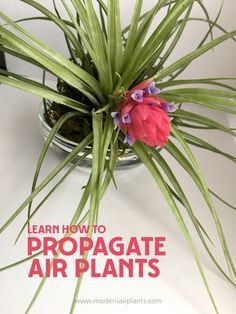 Did You Know - Flowering is the first step in air plant propagation Air Plants Diy, Air Plant Garden, Air Plants Decor, Hanging Plants Diy, Air Plants Care, Air Plant Display, Tillandsia Air Plant, Air Plant Terrarium, Plant Propagation