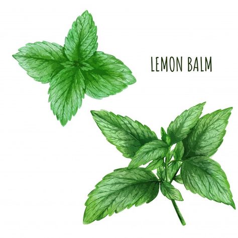 Lemon Balm Illustration, Lemon Balm Drawing, Lemon Balm Tattoo, Ophelias Flowers, Lemon Balm Plant, Watercolor Lemon, Tea Plant, Lemon Leaves, Watercolor Food