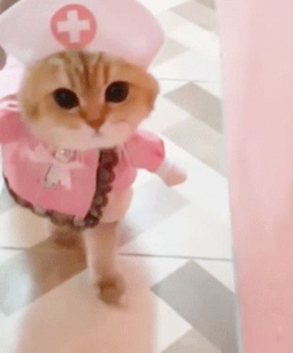 Cat Kitty GIF - Cat Kitty Nurse - Discover & Share GIFs Nurse Hello Kitty, Hello Kitty Gif, Kitty Gif, Nurse Cat, Cat Post, Cute Little Kittens, Kitten Gif, Cat Icon, Cute Cat Gif