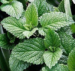 How to Harvest and Use Mint - explains how to dry mint leaves. when plant reaches 8 inches tall cut 6 inches. Drying Mint Leaves, Harvesting Herbs, Mint Plants, Have Inspiration, Mosquito Repellent, Growing Herbs, Veggie Garden, Planting Herbs, Medicinal Plants