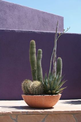 cactus garden Cactus Bowl, Arizona Gardening, Barrel Cactus, Plant Guide, Desert Garden, Succulents In Containers, Cactus Y Suculentas, Cactus Garden, Cactus And Succulents