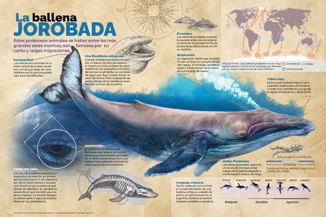 ArtStation - The Humpback Infographic / La Ballena Jorobada, Bartolome Ramis de Ayreflor C. Animal Infographic, Drawn Fish, Sea Illustration, Creative Infographic, Infographic Poster, Abstract Graphic Design, Beautiful Sea Creatures, Underwater Creatures, Animal Facts