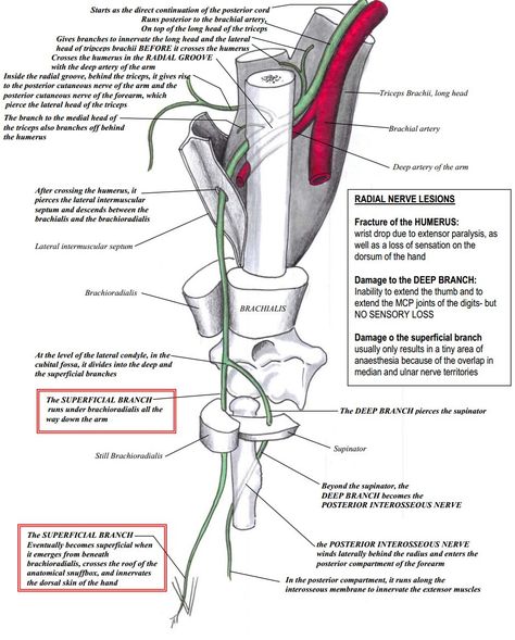 Radial nerve: anatomical course and lesions | Deranged Physiology Anatomy Shoulder, Nerve Injury, Medical Terminology Study, Nerve Anatomy, Brachial Plexus, Shoulder Muscle, Radial Nerve, Anatomy Images, Nursing 101