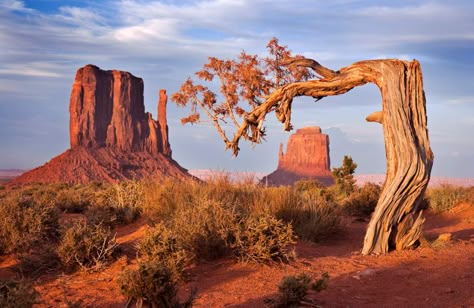 Car Background, Monument Valley Utah, Monument Valley Arizona, Desert Trees, Snow Canyon State Park, Desert Environment, Capitol Reef National Park, National Park Photos, Landscape Art Painting