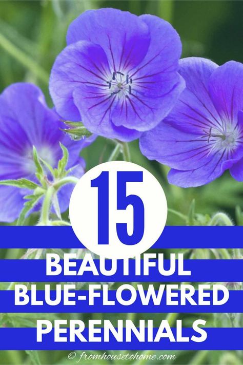 Want to add some blue flowers to your garden but don't want to do too much work? These easy care shrubs and perennials with beautiful blue flowers are just what you need. They all will look pretty in your garden and are all low maintenance plants. Blue Flowering Plants, Easy To Grow Plants, Blue Flowers Garden, Beautiful Blue Flowers, Flowering Perennials, Virginia Bluebells, House To Home, Full Sun Perennials, Hydrangea Not Blooming