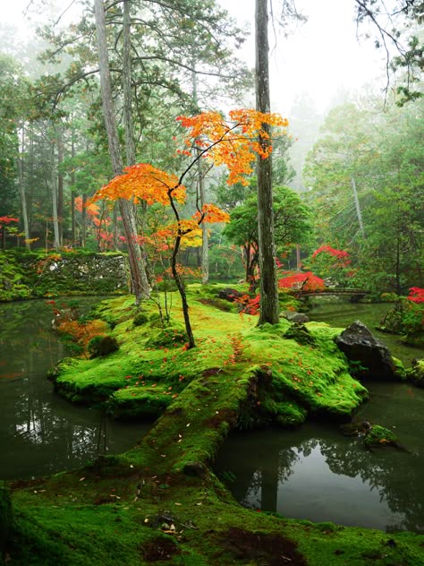 Witchy Backyard, Moss Temple, Moss Grass, Fern Garden, Japanese Garden Landscape, Sacred Garden, Temple Gardens, China Garden, World Most Beautiful Place