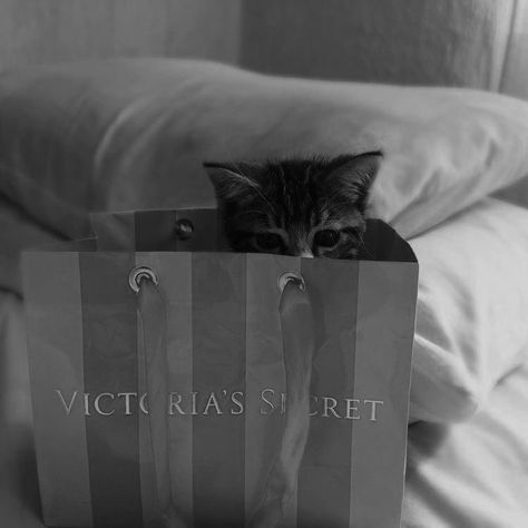 Pink Aesthetic Coquette, Cat Purring, Victoria's Secret Aesthetic, Victoria Secret Bag, Victoria Secret Wallpaper, Cat Purr, Aesthetic Coquette, Victoria Secret Fashion Show, Victoria Secret Bags