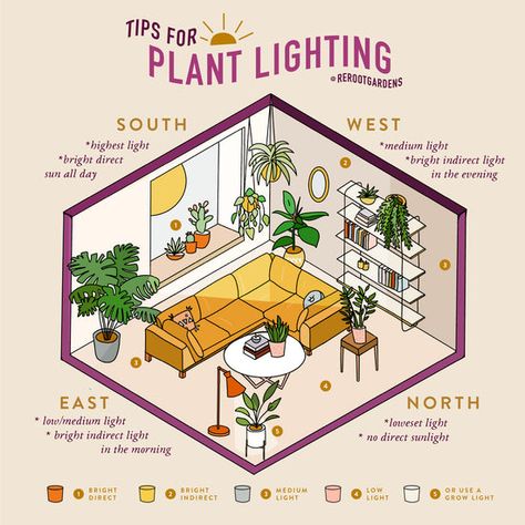 Plant Care: Understanding Your Lighting – rerootgardens Plant Mama, Plant Care Houseplant, Inside Plants, Growing Plants Indoors, House Plants Decor, House Plant Care, Plant Lighting, Room With Plants, House Plants Indoor