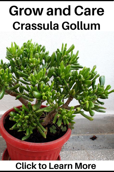 Learn how to grow and care for the Crassula ovata “Gollum Jade” Succulent Plant. #succulents #typesofsucculents #succulentplant #typesofsucculentsplants #typesofsucculentsnames #typesofsucculentswithpictures Jade Plant Propagation, Crassula Gollum, Succulent Tips, Gollum Jade, Jade Plant Care, Types Of Succulents Plants, Jade Succulent, Plant Succulents, Plants For Home