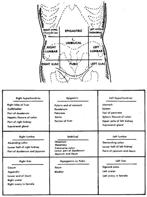 Ultrasound Terminology, Abdomen Regions Anatomy, Medschool Aesthetic, Abdominal Quadrants, Abdominal Regions, Picc Nurse, Musculoskeletal Assessment Nursing, Cardiopulmonary Anatomy And Physiology, Diagram Of Excretory System