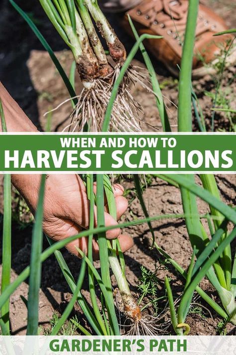 How can you tell if scallions are ready for harvest? Our guide shares tips on how and when to pick these green onions, whether you’re growing them as perennials or annuals. You can pull up the whole plant, clip the tops to use like chives, or pick the blossoms for garnishes. #harvest #scallions #gardenerspath When To Harvest Onions, Bunching Onions, Harvest Onions, Onion Garden, Green Onions Growing, Growing Onions, Planting Onions, Harvesting Herbs, Growing Veggies