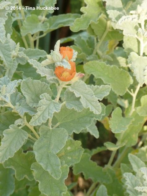 Globe Mallow, Orange Dreamsicle, Desert Garden, Drought Tolerant, Dream Garden, Gray Green, Green Leaves, Eye Candy, Green And Grey