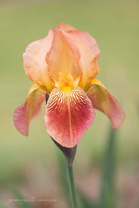 Iris Flowers Photography, Yellow Iris Flower, Oregon Flowers, Orange Iris, Irises Flowers, Red Iris, Iris Photography, Flowers Iris, Iris Gardens