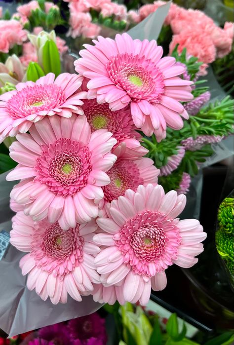 I spy flowers ….so pretty ….inspired #flowers #beauty #pdx #inpiration #designer #ispyflowers Pink Gerbera Daisy, Fav Flower, Gerbera Flower, Pink Gerbera, Pink Daisies, Holiday Graphics, Gerbera Daisies, Pink Things, Gerber Daisies