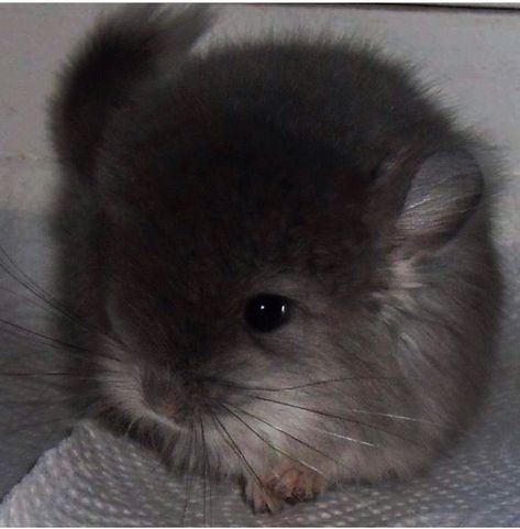 Cute Chinchilla Aesthetic, Chinchillas Cute, Chin Chilla, Aesthetic Chinchilla, Chinchilla Aesthetic, Cute Chinchilla, Chinchilla Cute, Chinchilla Pet, Cute Small Animals