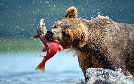 Bear catching Salmon Bear Catching Salmon, Bear Fishing, Wildlife Pictures, Catching Fish, Pictures Of The Week, Grizzly Bear, Cute Bear, Brown Bear, Wildlife Photography