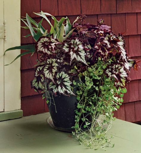 Designing Containers for Shade -- October Issue 159 - Page 42 Rex Begonia Planter, Shade Containers Planters, Containers For Shade, Container Plants For Shade, Shade Planters, Garden Pots Ideas, Tropical Balcony, Shade Containers, Exterior Refresh