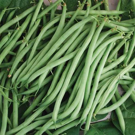 Nikki Green Bush Bean Seed Companies, Seed Starter Kit, Vegetables Photography, Bean Varieties, Bush Beans, Plant Catalogs, Seed Starter, Bean Seeds, Vegetable Seeds