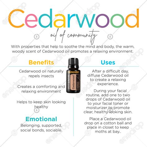 Known for its rich hue and warm, woody scent, Cedarwood essential oil provides myriad benefits. It is native to cold climates, thriving in high altitudes and growing up to 100 feet. Reminiscent of its size and strength, Cedarwood oil has a grounding aroma. When applied topically, Cedarwood essen... #Cedarwood #cedarwood emotional benefits #cedarwood benefits #cedarwood uses #wood oils #how to use cedarwood #wellnessadvocate #doterra #wellnessstockphotos #onedropdesigns #doterrawellnessadvoca Doterra Cedarwood Uses, Cedarwood Essential Oil Uses, Cedar Wood Essential Oil, Doterra Cedarwood, Oil Substitute, Doterra Balance, Essential Oil Education, Facial Routines, Ayurvedic Healing