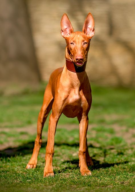 pharaoh hound dog fun walk through the city streets Hound Aesthetic, Dog Goals, Hound Dog Breeds, Beagle Dogs, Pharaoh Hound, Dog Line Art, Hound Puppies, Fun Walk, Dog Fun