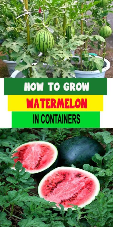 Grow Watermelon, How To Grow Watermelon, Diy Container Gardening, Container Vegetables, Patio Plants, Have Inspiration, Home Vegetable Garden, Container Gardening Vegetables, Hydroponic Gardening