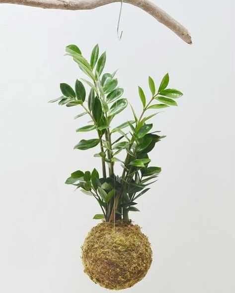 We have a few tickets left for our kokedama workshop this Saturday morning! Kokedama means “moss ball” and involves wrapping the root ball of a plant in moss instead of a planter. Kokedama can be displayed by placing them on a dish or by suspending them in the air. In the one hour workshop, you’ll create your own kokedama to take home. We hope to see you there! [Photo from Pinterest.] Moss Ball, Moss Balls, Plants Decor, House Plants Decor, Saturday Morning, Plant Decor, House Plants, See You, The One