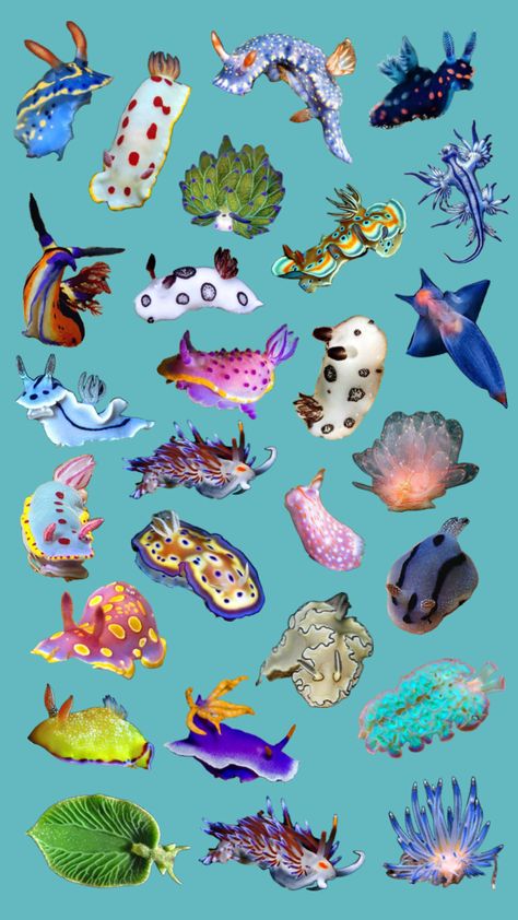 Sea slugs ^ ^ Sea Slugs, Sea Slug, Slug, Sea Animals, Creative Play, Cut Out, Energy, Animals