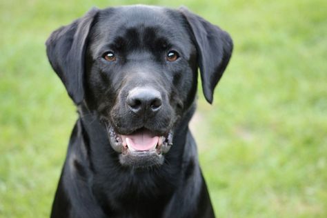 What are American vs. English Labradors? American Labrador Retrievers are usually taller, leaner, and lankier overall. English Labradors are frequently identified by their shorter, stockier body shape, with a more squared head, and wider tail. American Labrador, English Labrador, White Labrador, American Chocolate, Bird Hunting, Calm Dogs, Labrador Retrievers, Chocolate Labrador, Guide Dog