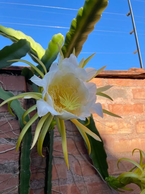 Flor de pitaya My Secret Garden, Dragon Fruit, Secret Garden, Cactus, Fruit, Flowers