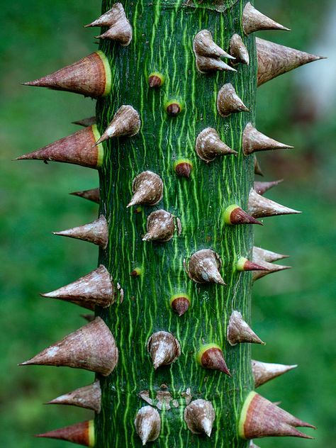 Do not climb... Trunk of a young Kapok (Ceiba pentandra) tree. Caño Negro Wildlife Refuge, Costa Rica. Photo by Peter Nijenhuis on Flickr Alien Plants, Tree Bark Texture, Plant Fungus, Unusual Plants, Unique Trees, Tree Forest, Natural Forms, Patterns In Nature, Color Textures