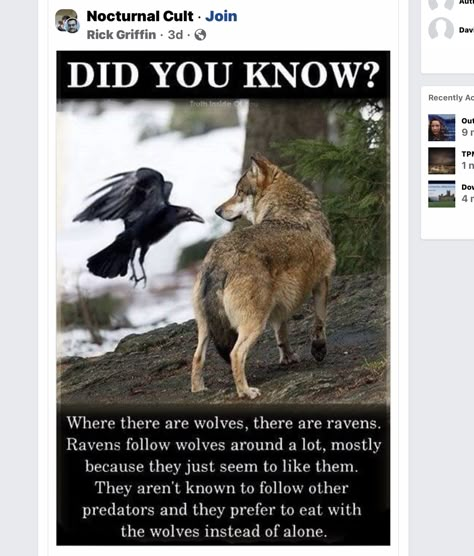 Raven And Wolf, Animal Spirit Guides, Crows And Ravens, Wolf Quotes, A Crow, She Wolf, Animal Spirit, Crows Ravens, Spirit Animals