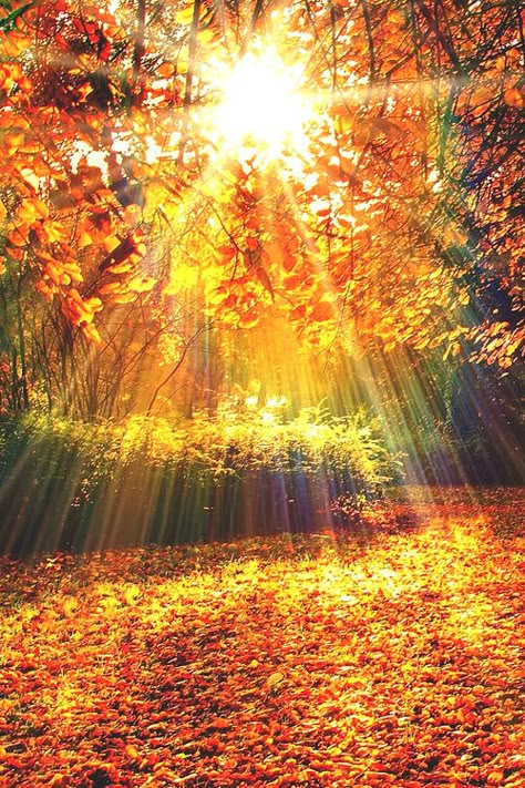 Image Nature, Sun Shining, Love Autumn, Autumn Scenes, Autumn Scenery, Beautiful Autumn, I Love Fall, Autumn Beauty, Fall Pictures