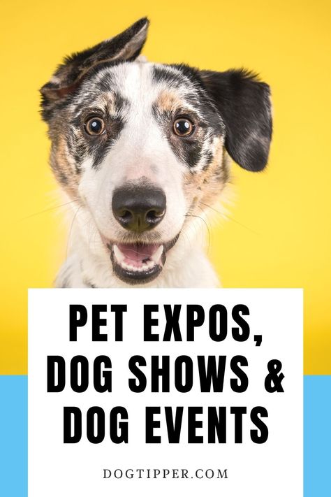 Dog Events Ideas, Pet Adoption Event Ideas, Dog Show Ideas, Pet Event Ideas, Dog Event Ideas, Dog Adoption Event, Dog Fundraiser, Dog Events, Pet Adoption Event