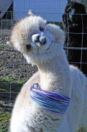 Unflattering Alpaca Photos Lama Animal, Cute Alpaca, Llama Alpaca, Cute Llama, 웃긴 사진, Cute Animal Pictures, Cute Creatures, Sweet Animals, Animal Planet