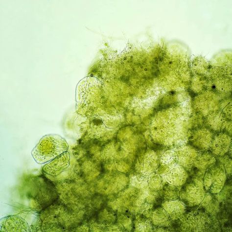 What kind of algae is it❓ 🤔 . . #microscopy #microscope #biology #science #hobby #microbiology #pondlife #freshwater #waterdrop #life… Plant Microscope, Algae Aesthetic, Microbiology Aesthetic, Microscopic Algae, Pecha Kucha, Swamp Water, Microscopic Photography, Biology Science, Pond Life