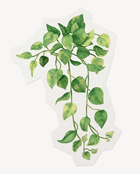 Golden pothos leaf psd watercolor | Premium PSD - rawpixel Tarot Ideas, Ivy Plant, Epipremnum Aureum, Golden Pothos, Needlepoint Designs, Free Illustrations, Bullet Journal Ideas, Journal Ideas, Needlepoint