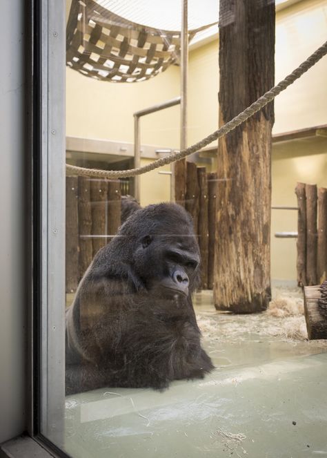 Picture of gorilla in zoo enclosure Zoo Project, Houston Zoo, Animal Conservation, Animals Care, London Zoo, In The Zoo, Like Animals, Machine Learning Models, The Zoo